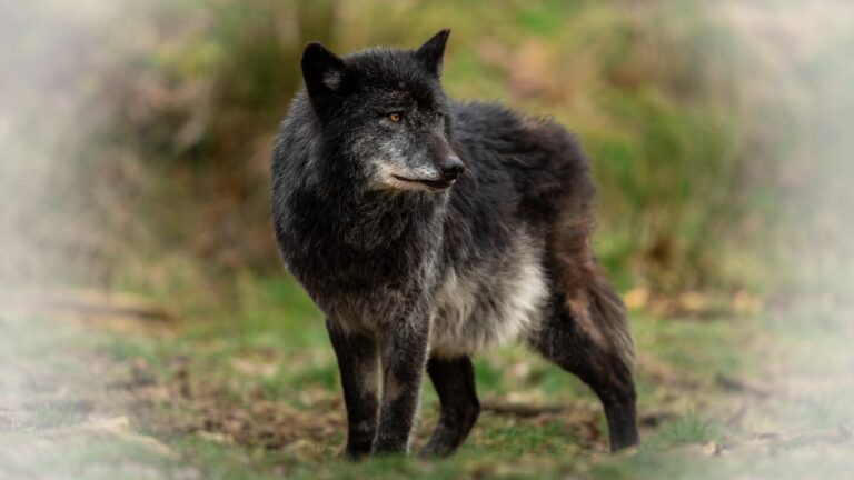 Portrait black wolf