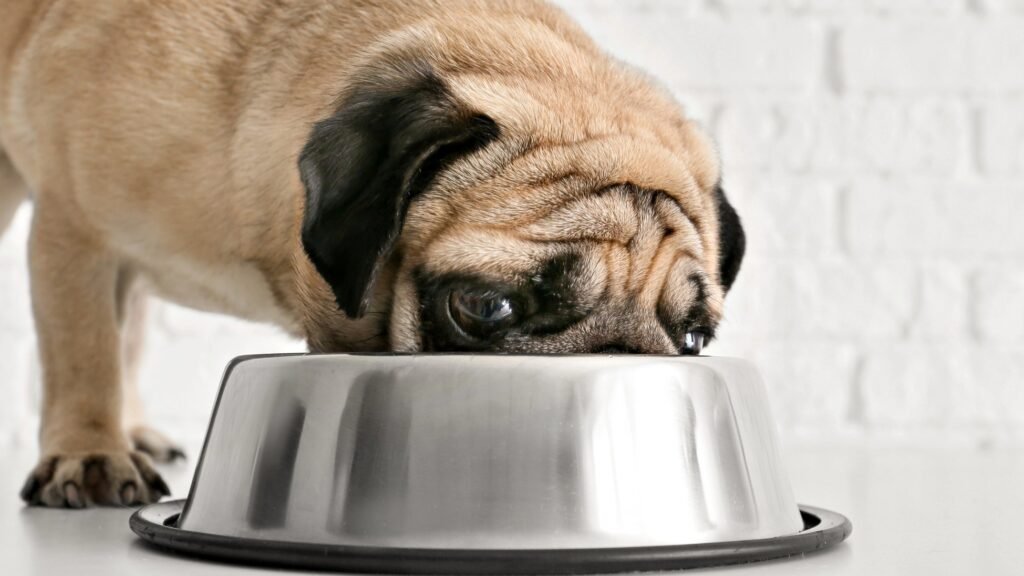 Pug eating