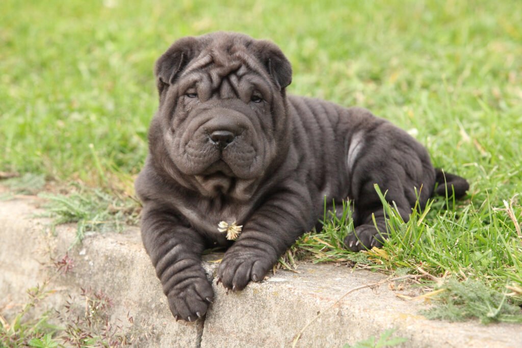 shar pei 