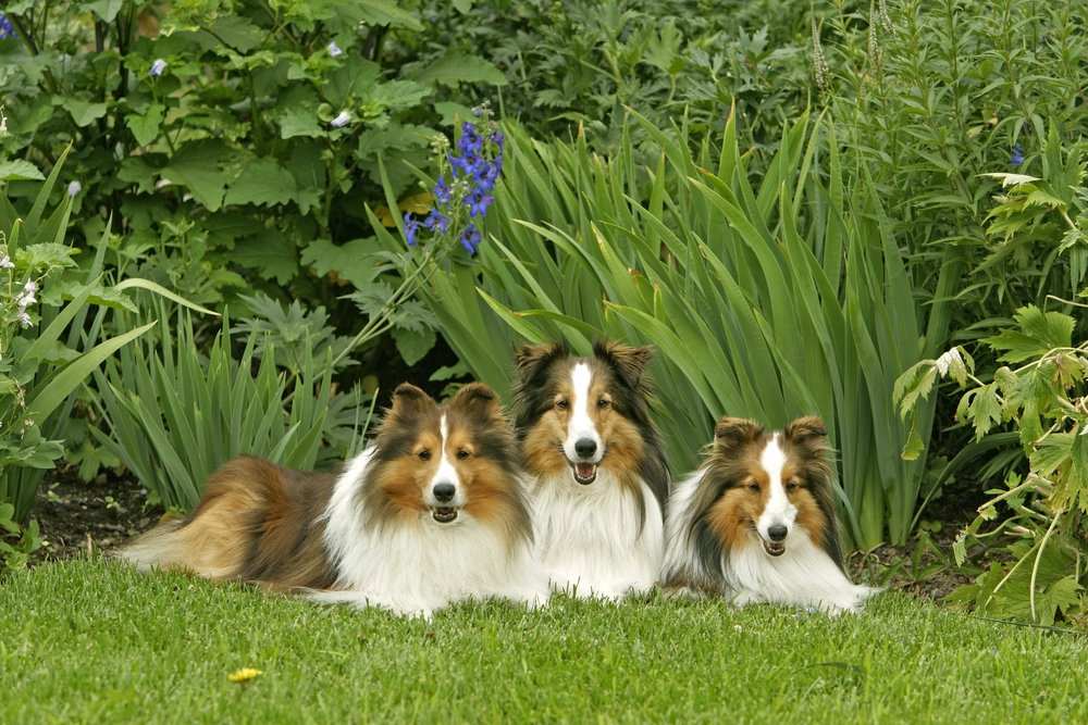 Three Sheltie Dogs lying together in grass