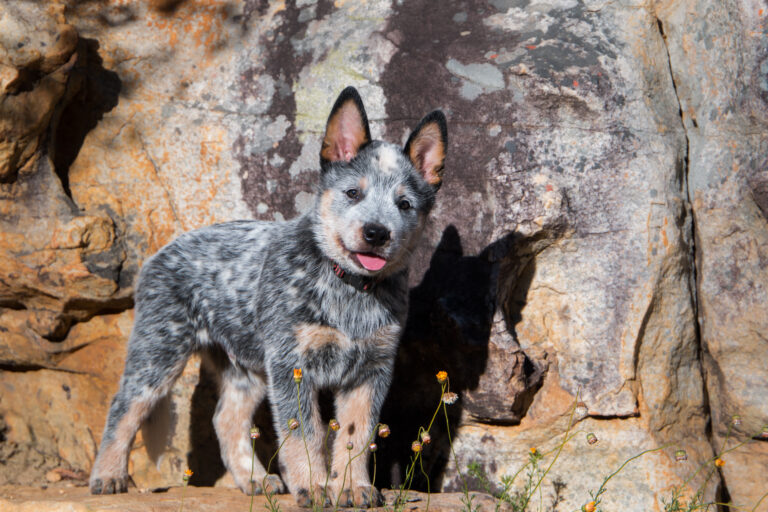 Blue Heeler