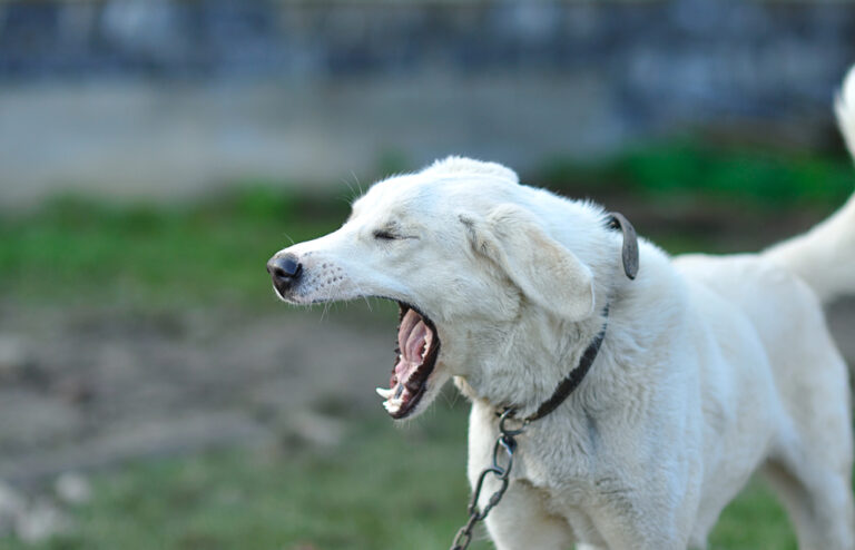 Dog regurgitating.