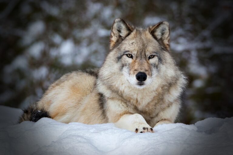 Gray wolf sitting on snow