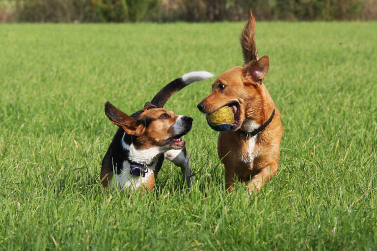 Two dog playing together.