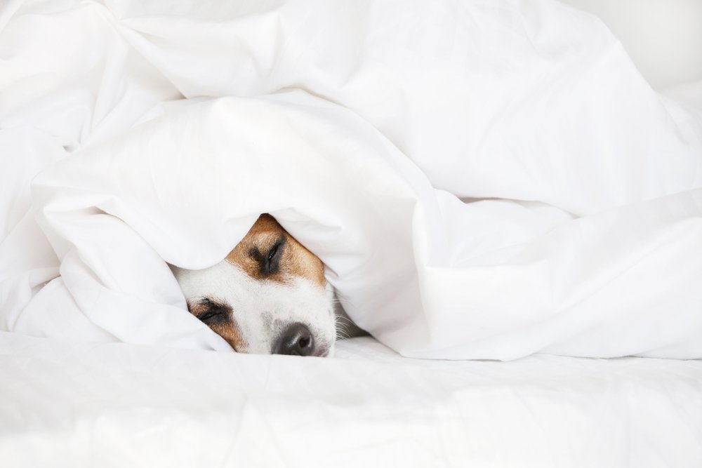 Sleeping dog at bed. Pet at home