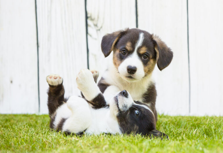 Corgi puppies playing.
