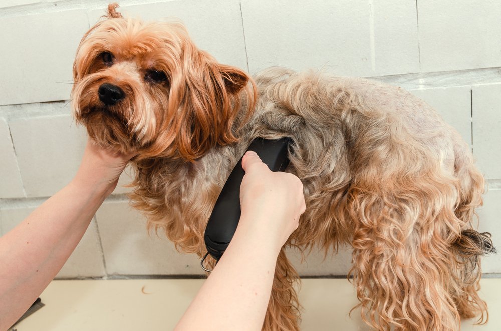 Yorkshire Terrier getting hair trimmed.