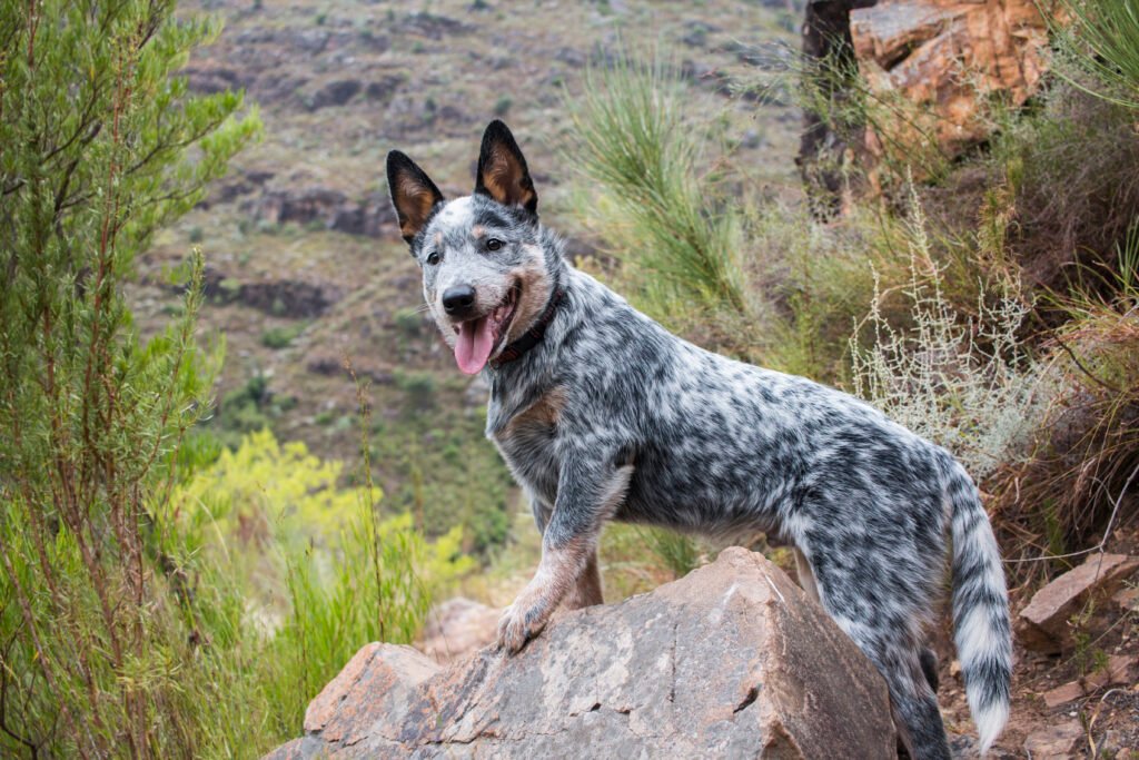 Blue Heeler