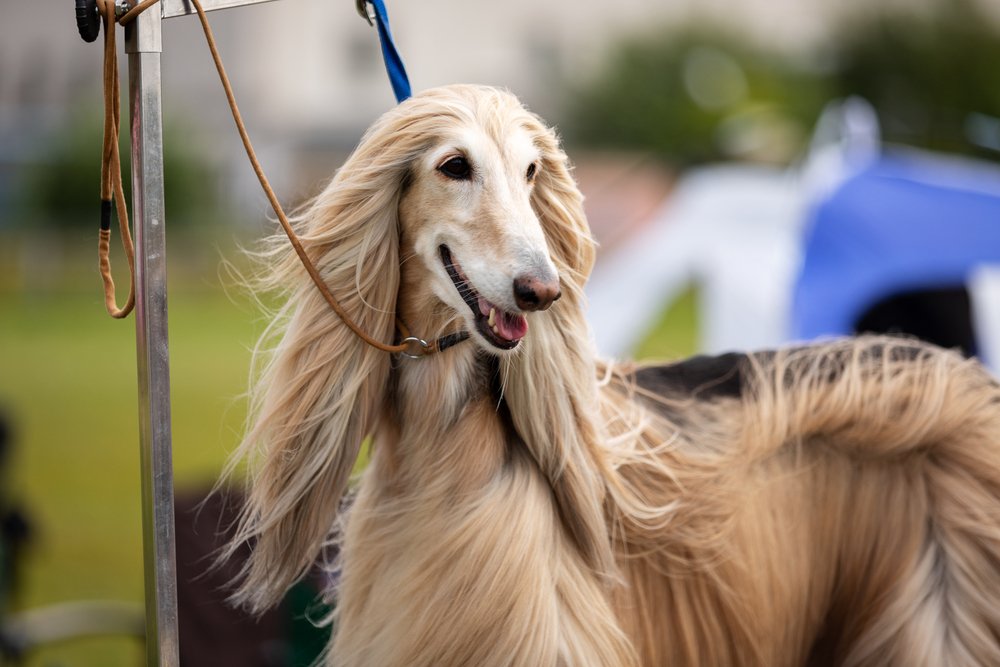Afghan hound outdoor on grooming table on dog show at summer,