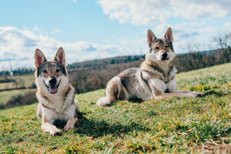 Two tamaskan dogs sitting in the garden during daytime