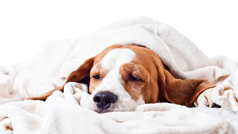 Dog under a blanket on white