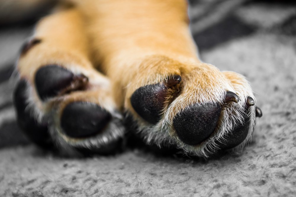 Close up of dog paws