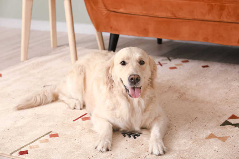 Featured: Labrador dog sitting on a clean carpet at home.