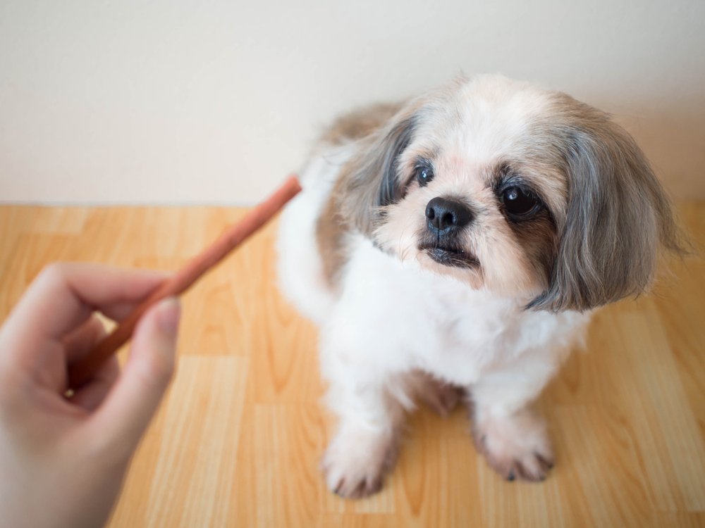 Dog receives a treat.