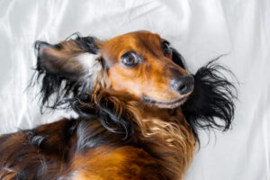 Close-up of the dogs face a long-haired Dachshund with upturned ears, lying on the masters bed.
