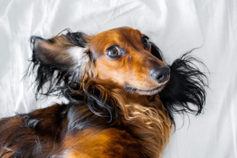 Close-up of the dogs face a long-haired Dachshund with upturned ears, lying on the masters bed.