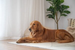 Golden Retriever lying on the floor