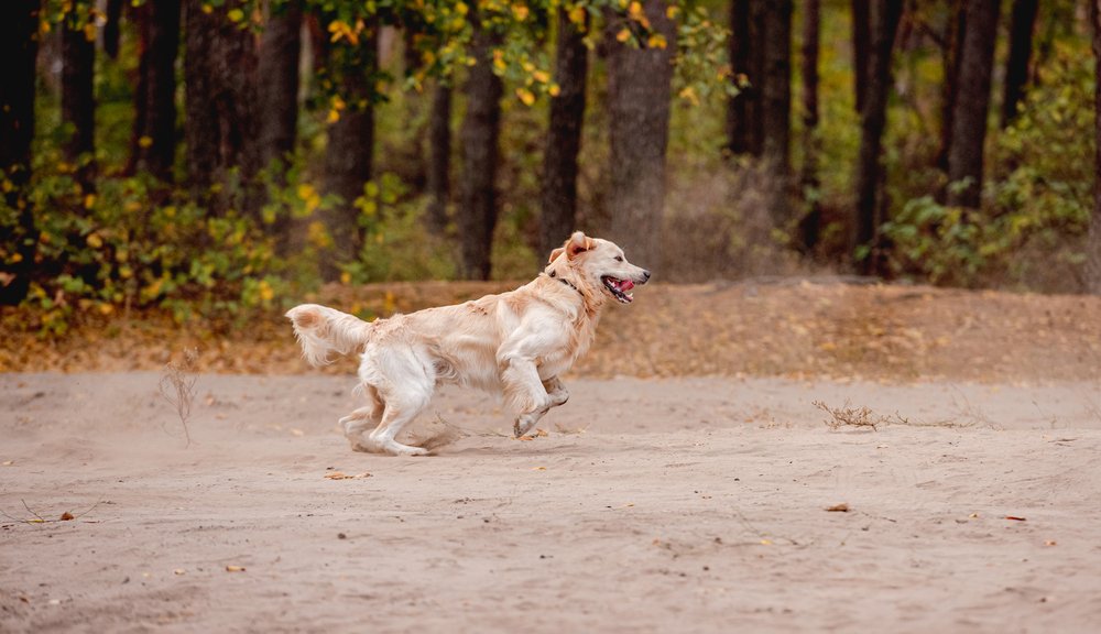 Golden retriever dog with stick on nature 