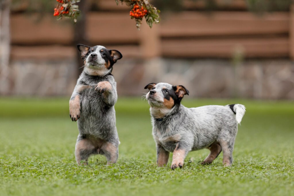 Blue Heeler