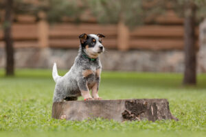 Blue Heeler