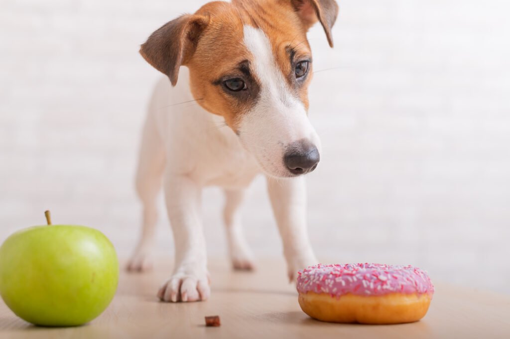 dog vegan diet