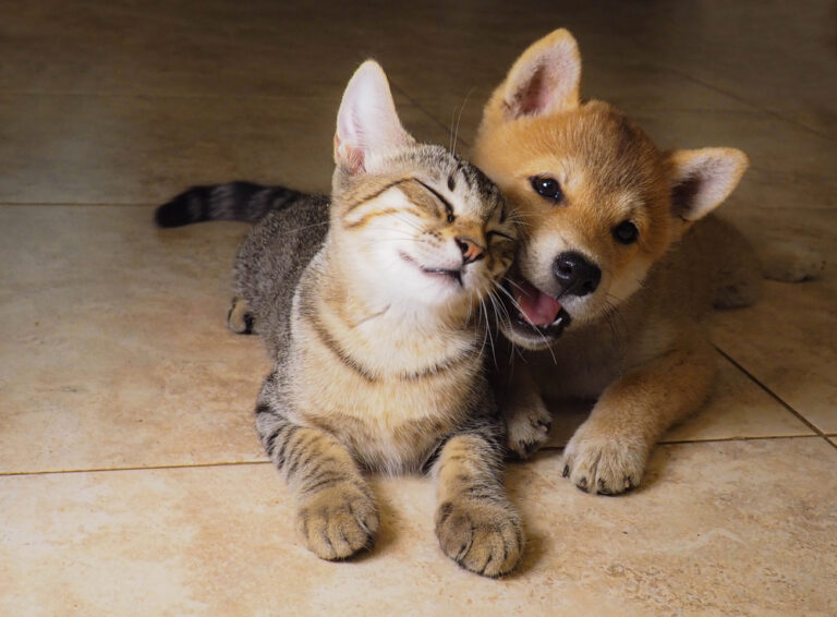 Shiba Inu puppy and his friend striped kitten