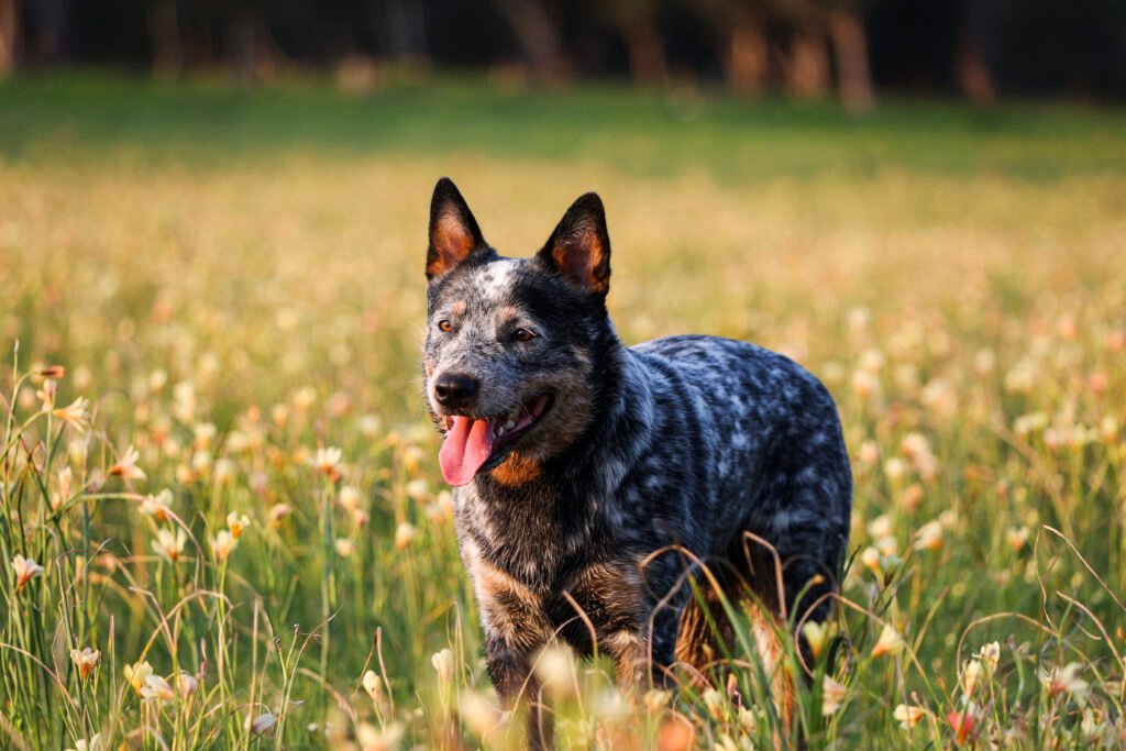 Blue Heeler