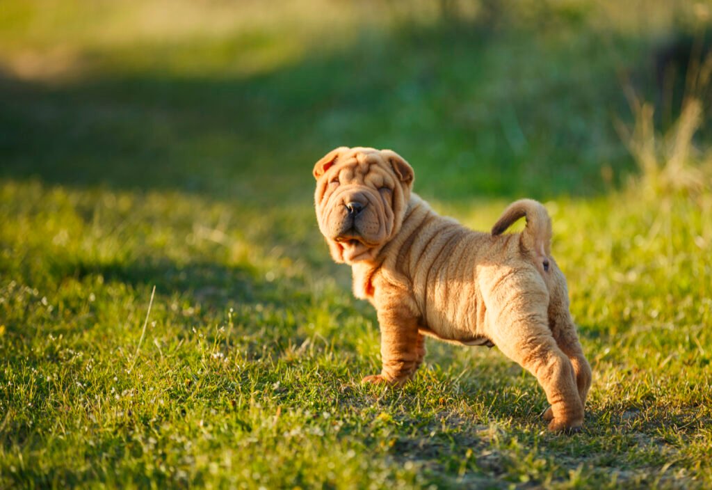 Shar pei 