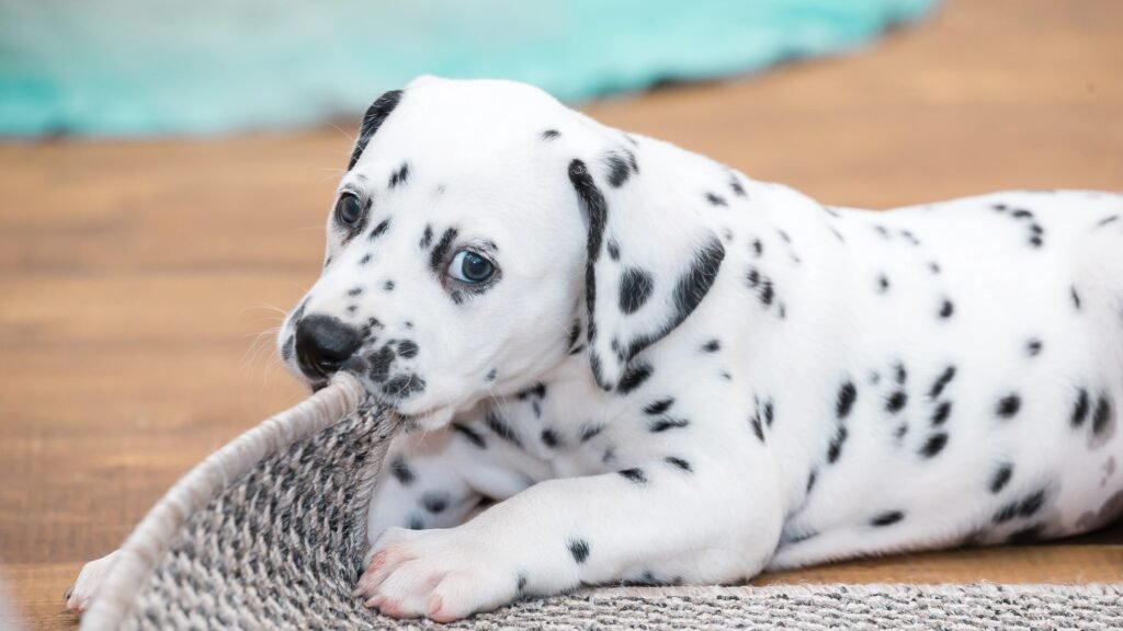 Dalmation puppy