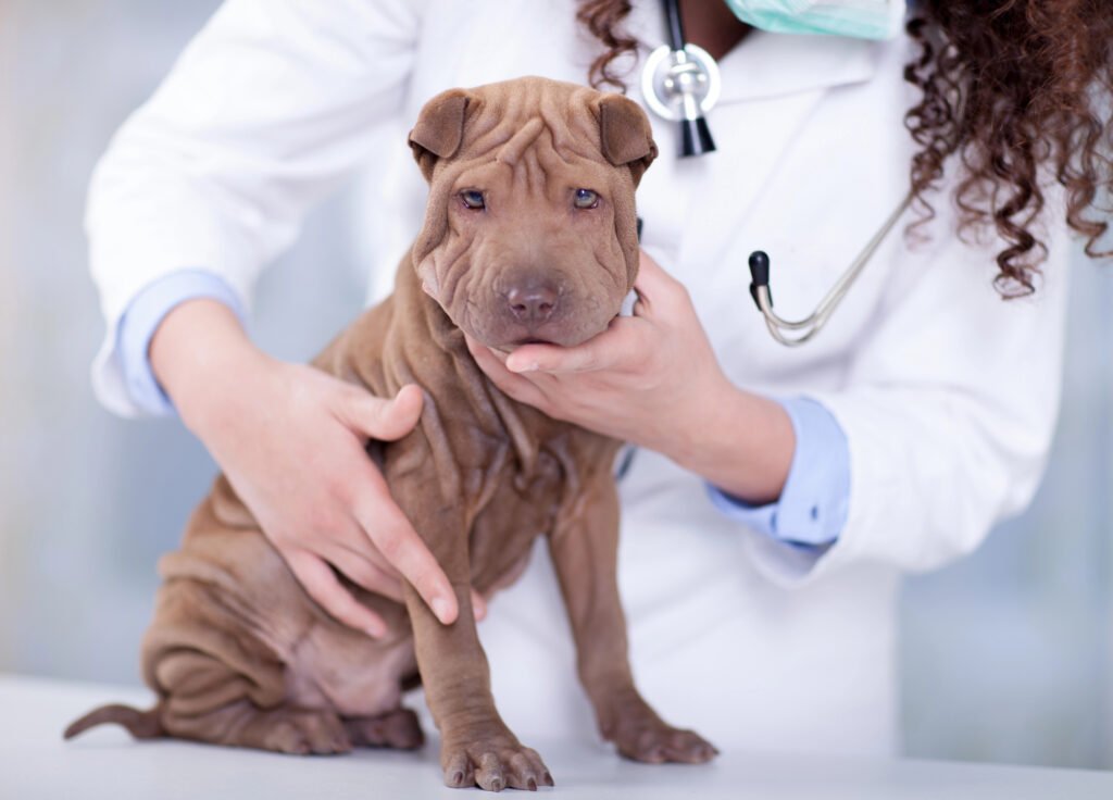 Shar pei 