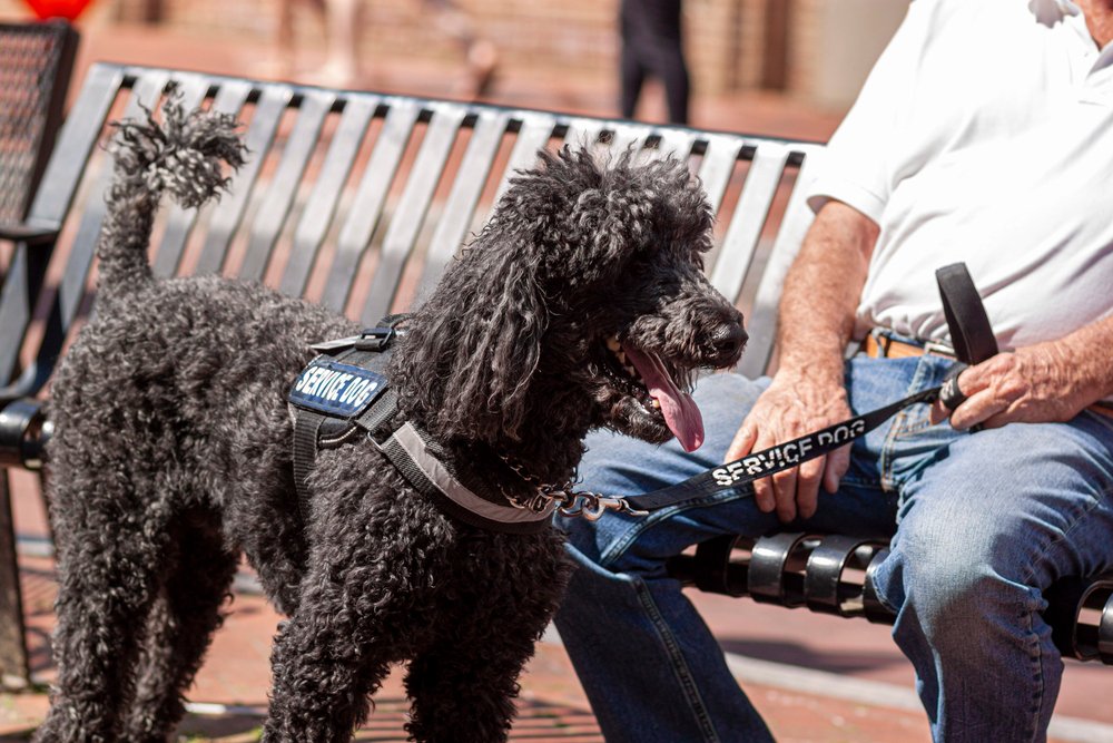 Close up image of a black poodle service dog