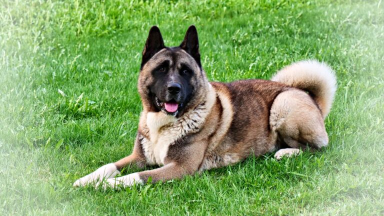Featured image: American Akita lying on grass
