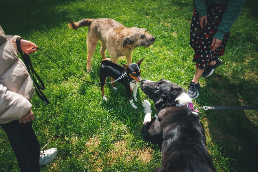Three dogs on leashes meeting and sniffing each other