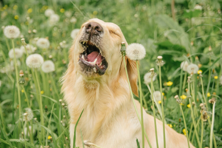 Featured image. Dog sneezing.