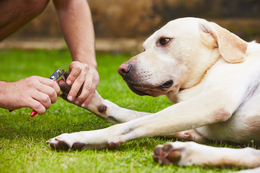 Dog nail trimming.