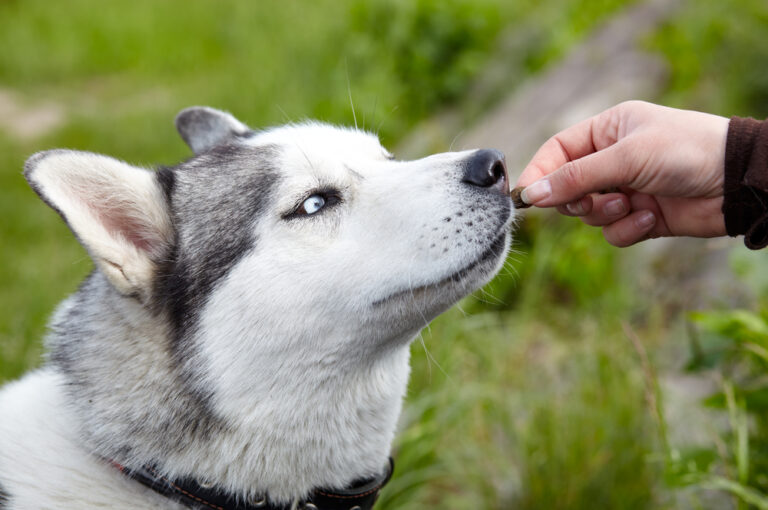 Young woman feeding her dog, siberian husky breed.