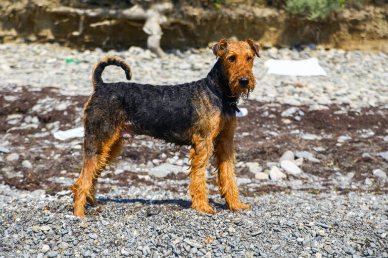 Purebred airedale terrier outdoors