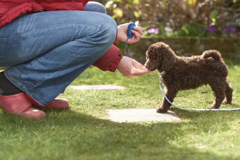 Clicker training in dog.