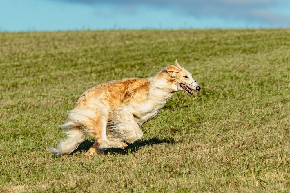 Borzoi dog running and chasing lure on green field
