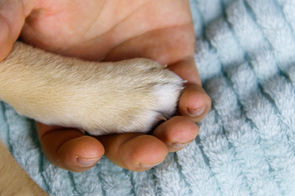 Dog paw and male hand.