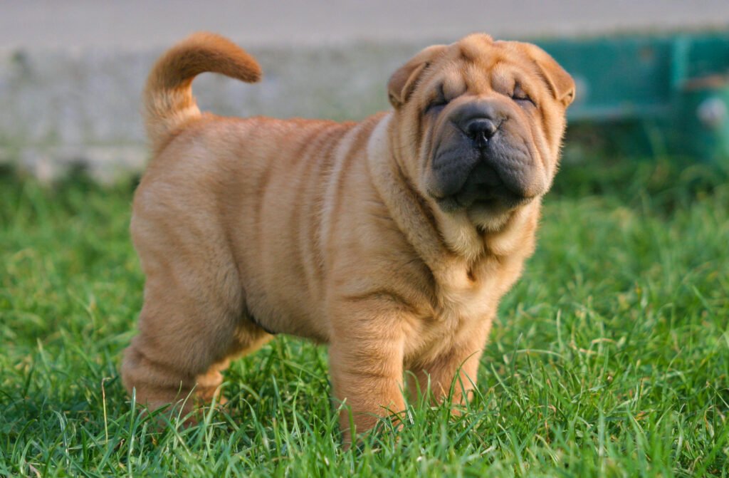 Shar Pei 