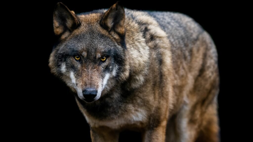 Gray wolf portrait
