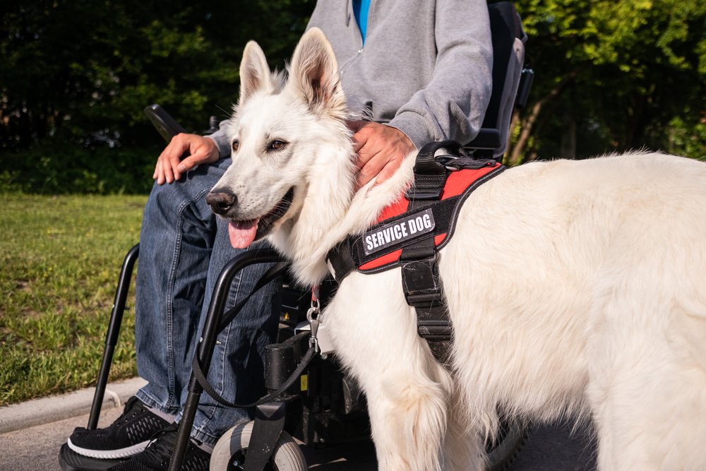Man with disability and service dog