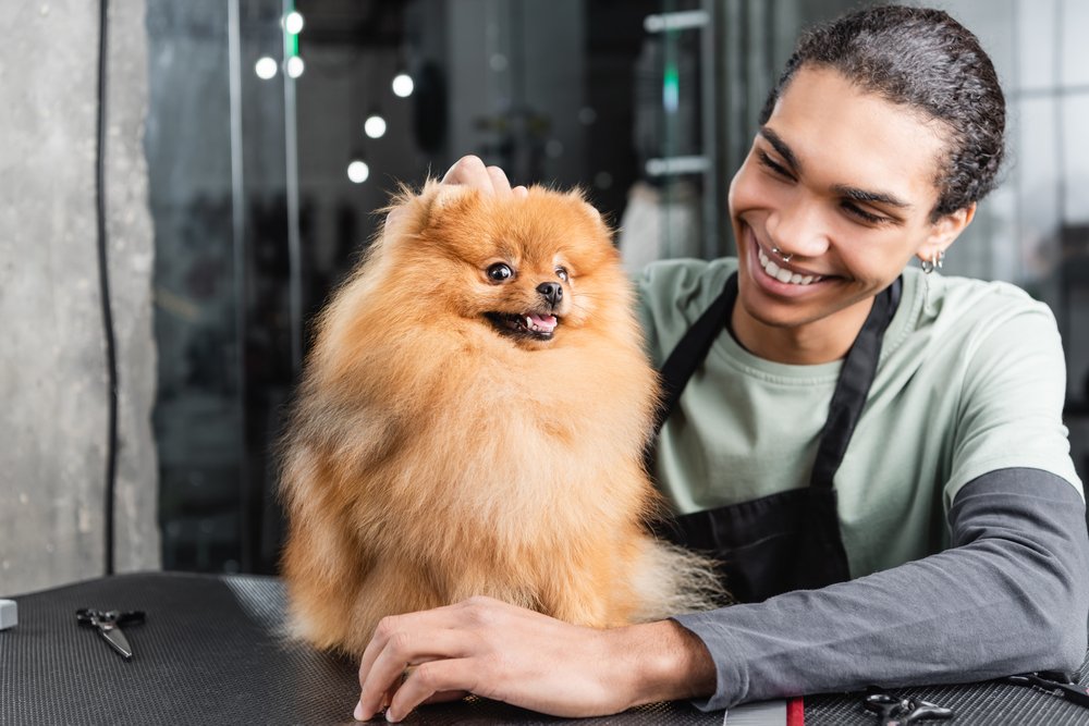 Happy african american groomer smiling near pomeranian