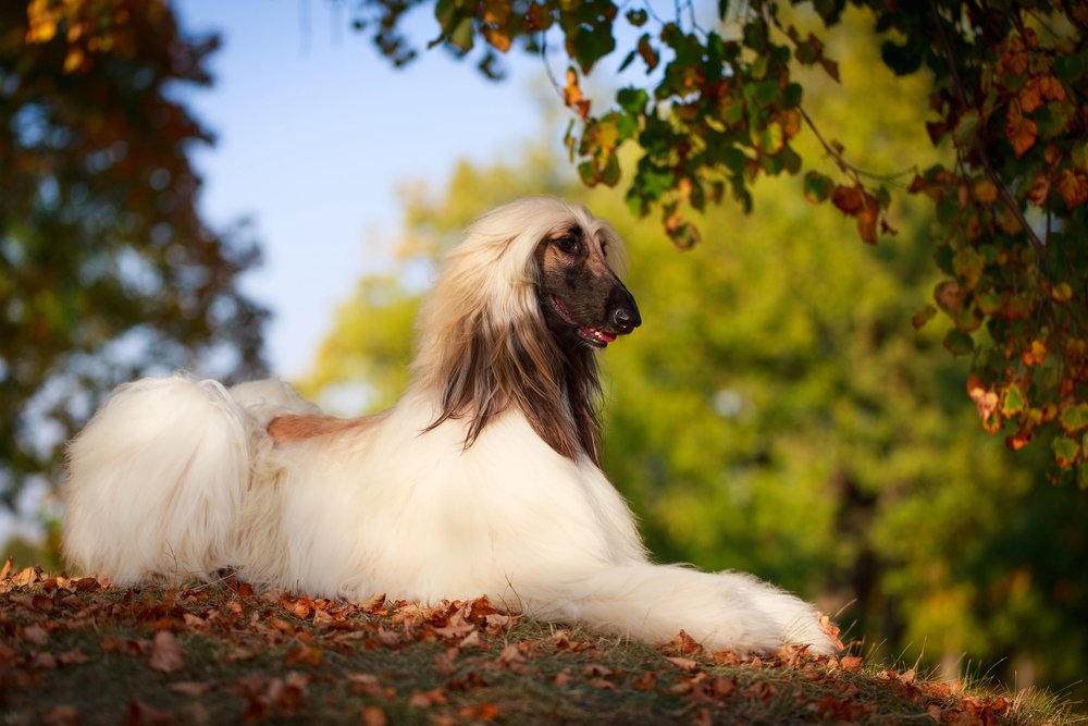 Afghan hound