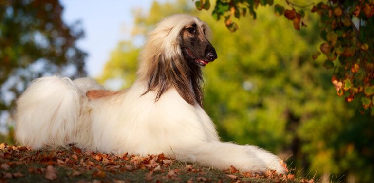 A beautiful Afghan hound