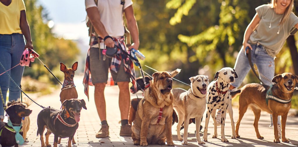 Dogs on a leash 