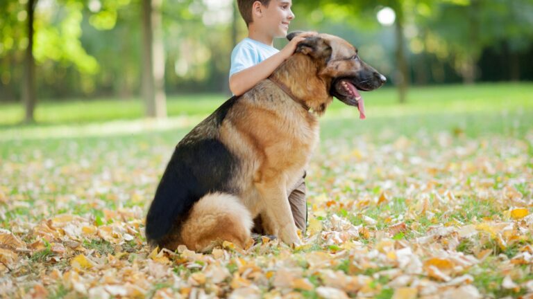 Featured: Little boy with German shepherd