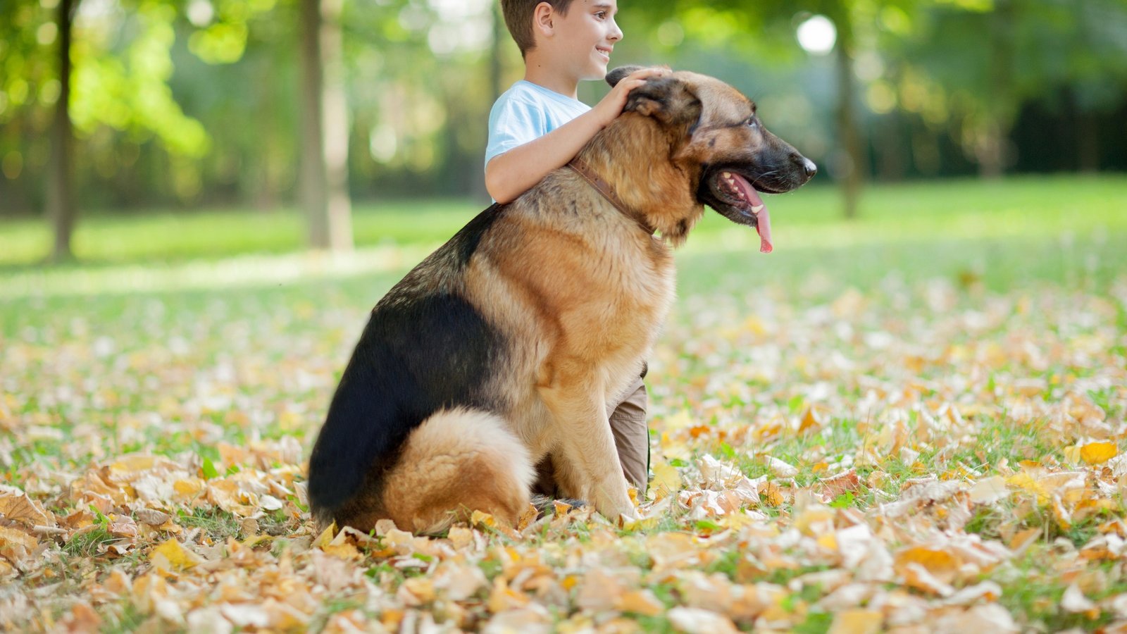 7 Helpful Tips about Maintaining Your German Shepherd