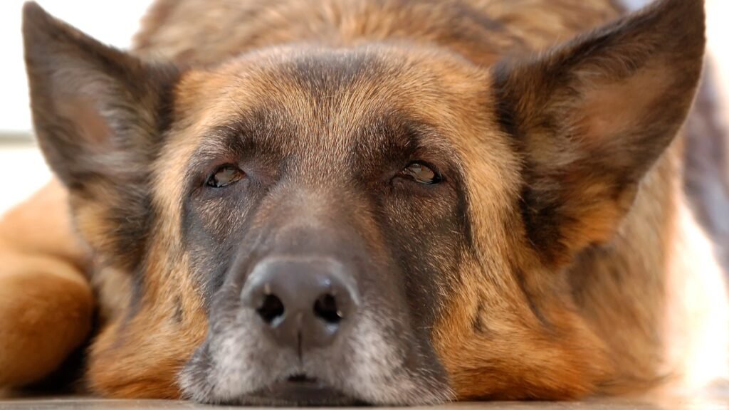 Old German Shepherd